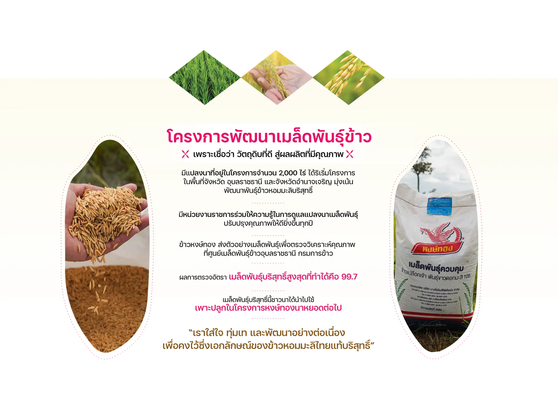 4.หน้าผู้เชี่ยวชาญด้านข้าว — 3.4_เนื้อหา-27